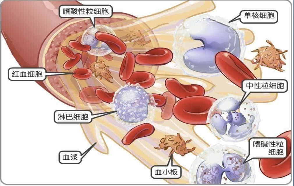 血液的組成