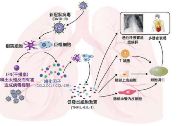 新冠病毒造成細胞激素風暴的機轉